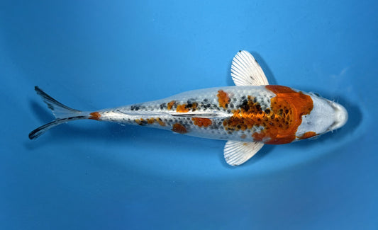 Nishiki koi 21cm