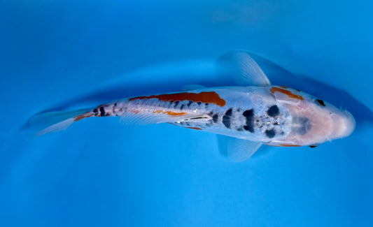 Shusui koi 24cm
