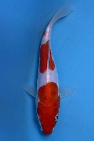 Doitsu Kohaku 20cm
