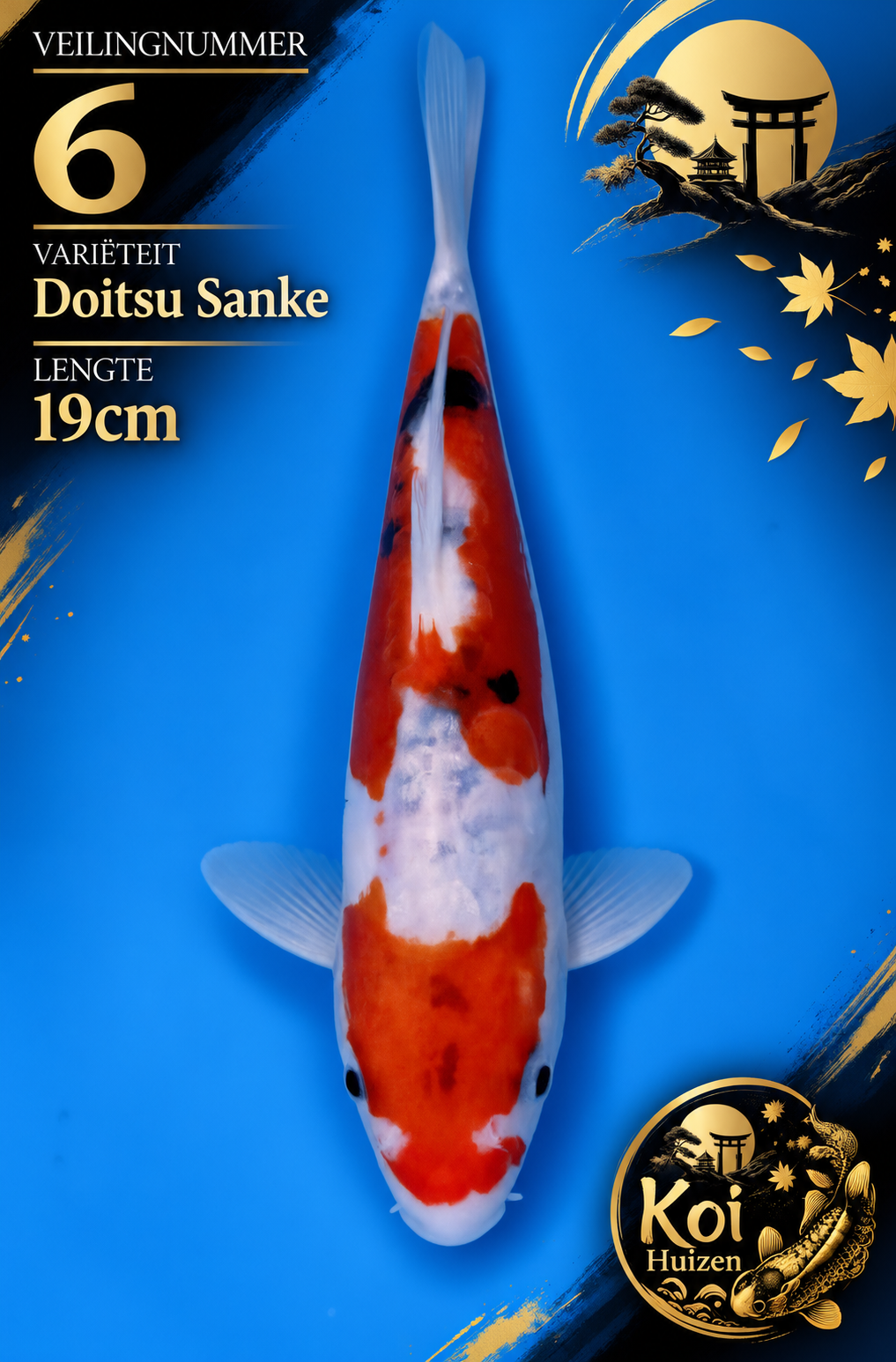 Doitsu Sanke 19cm