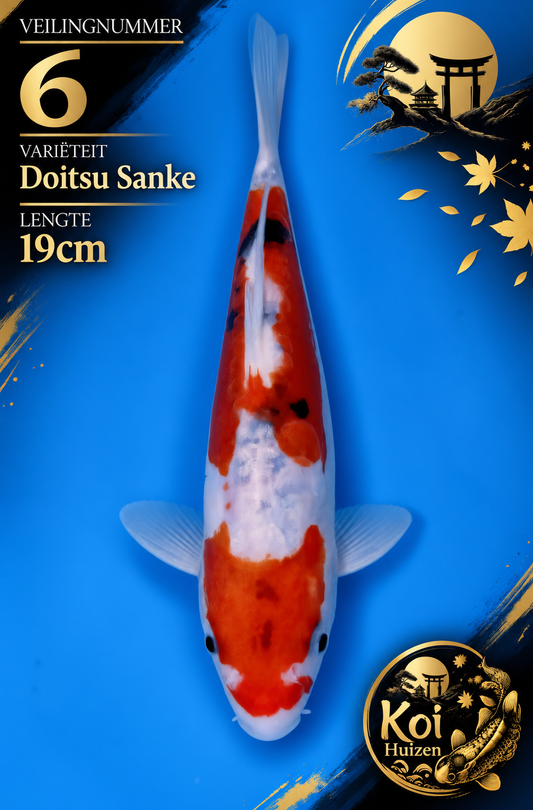 Doitsu Sanke 19cm