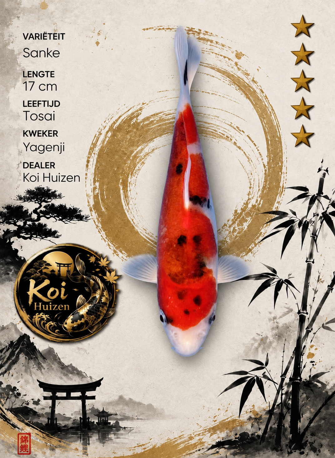 Sanke koi17cm