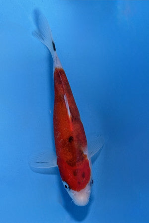 Sanke koi 17cm