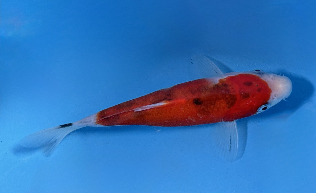 Sanke koi 17cm