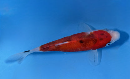 Sanke koi 17cm