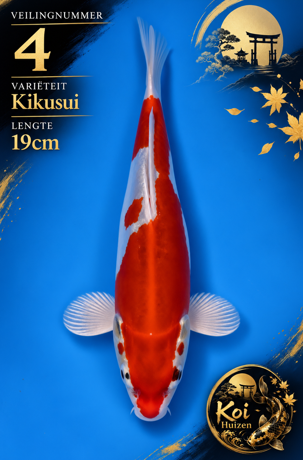 Kikusui koi 19cm
