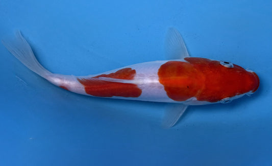 Doitsu Kohaku 20cm