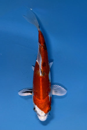 Nishiki Koi 18cm