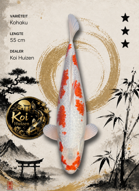 Kohaku Koi