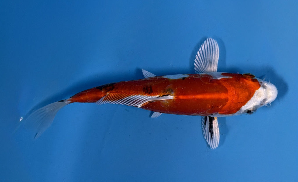 Nishiki Koi 18cm