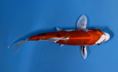 Nishiki Koi 18cm
