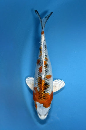 Nishiki koi 21cm
