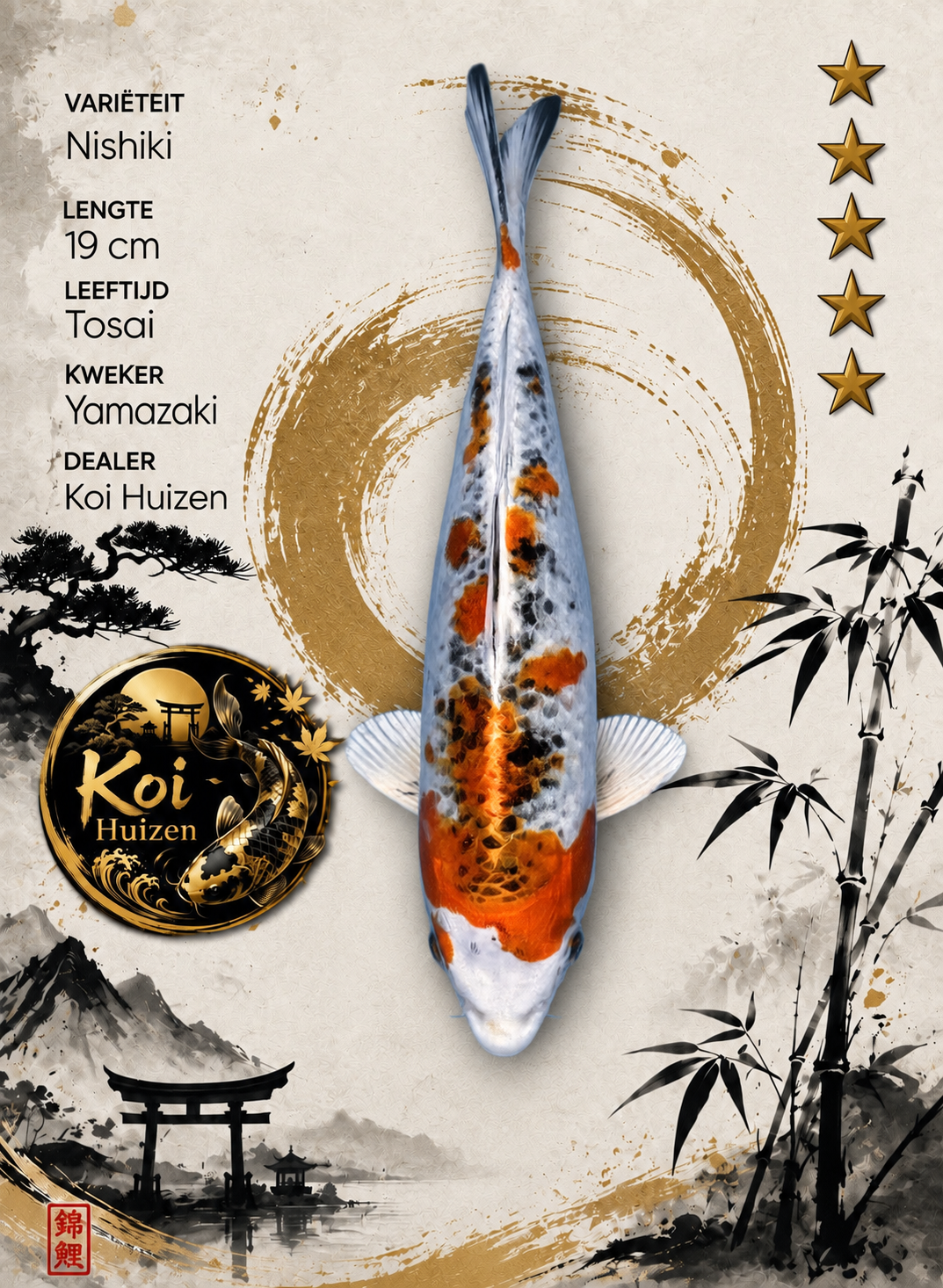 Nishiki koi 19cm