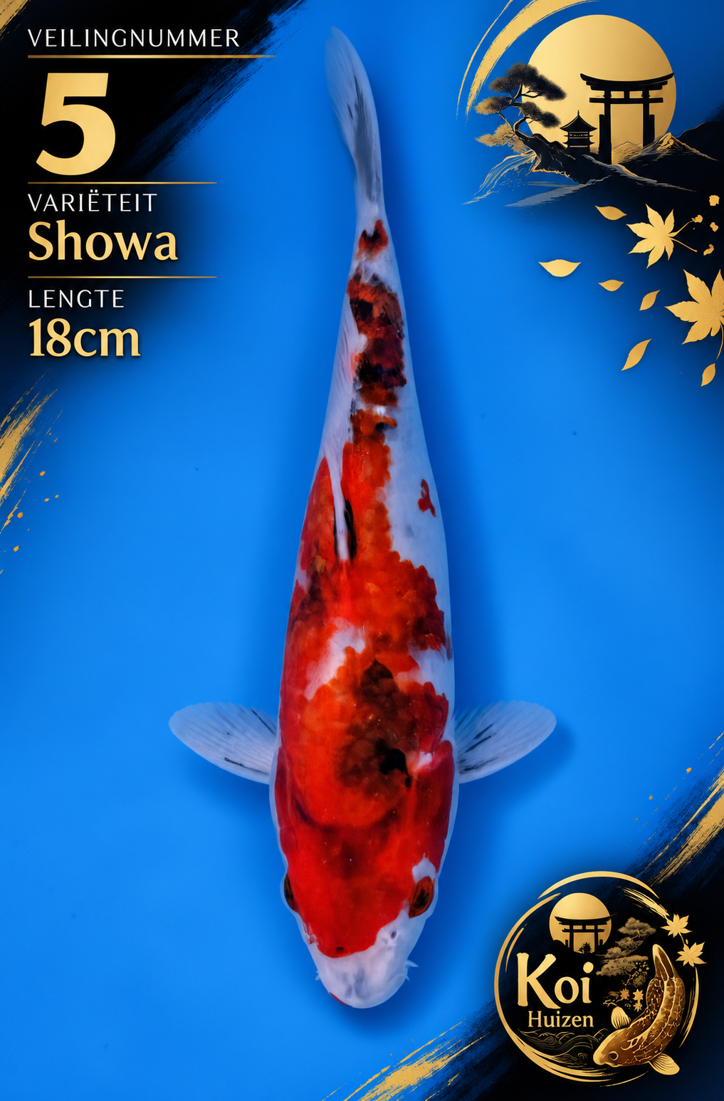 Showa koi 18cm