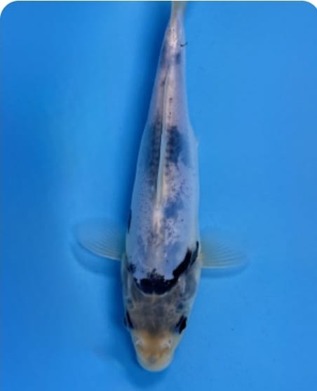 Doitsu Shiro Utsuri 16cm