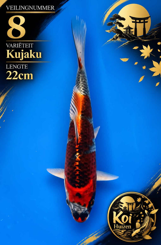 HQ Kujaku 19cm