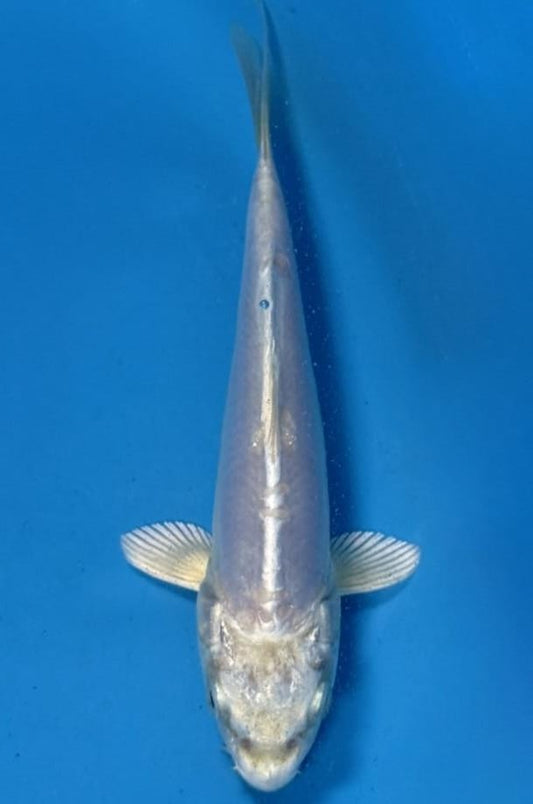Doitsu platinum ogon 16cm
