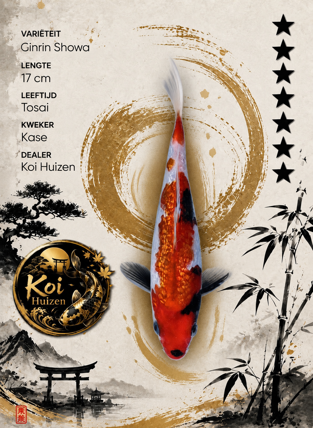 Ginrin Showa koi 17cm
