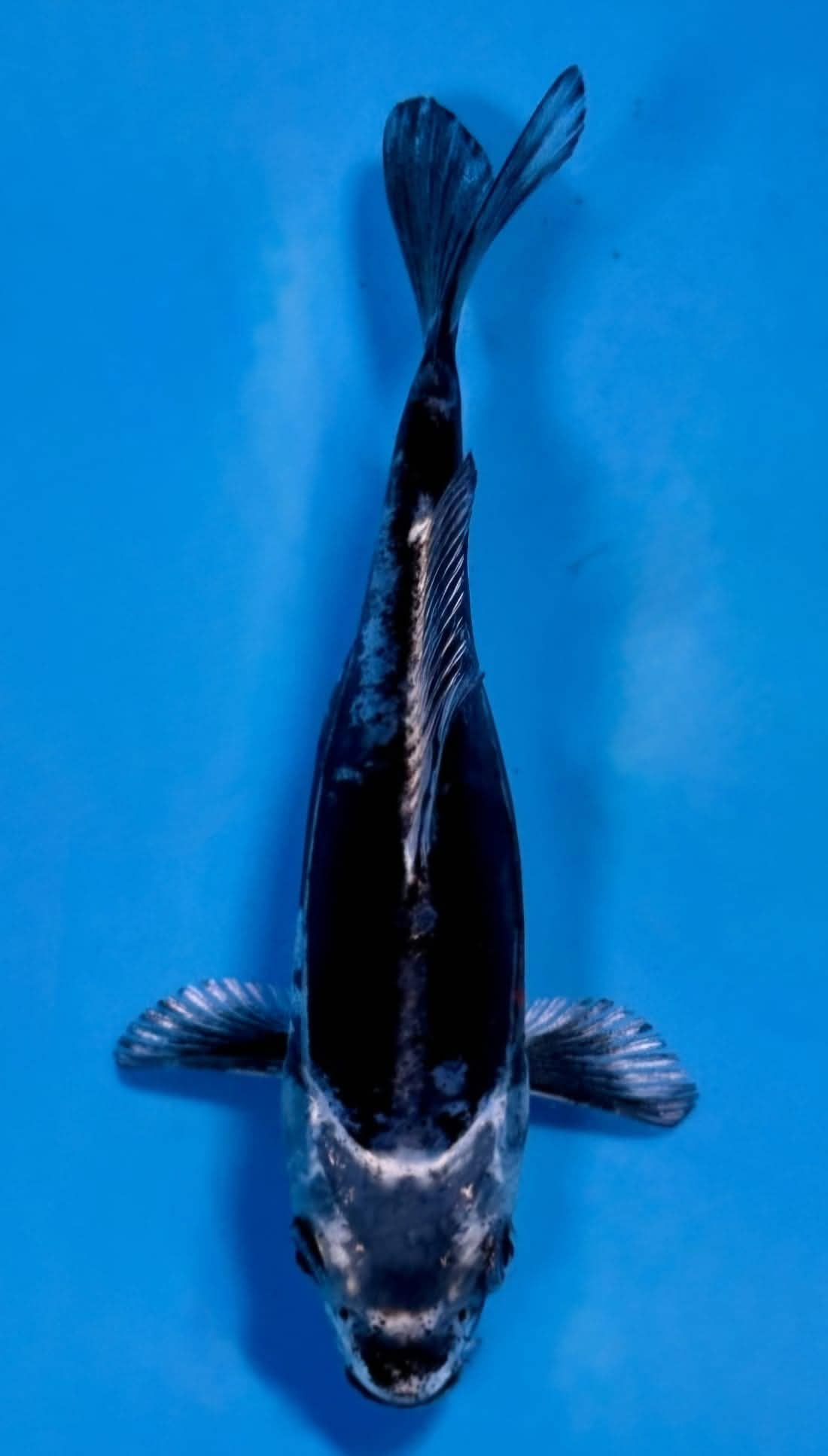 Kikokuryu 17cm