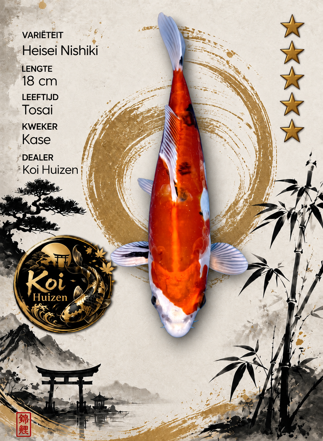 Nishiki Koi 18cm