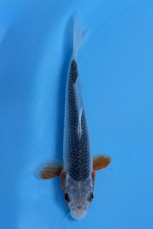 Asagi 14.-18cm