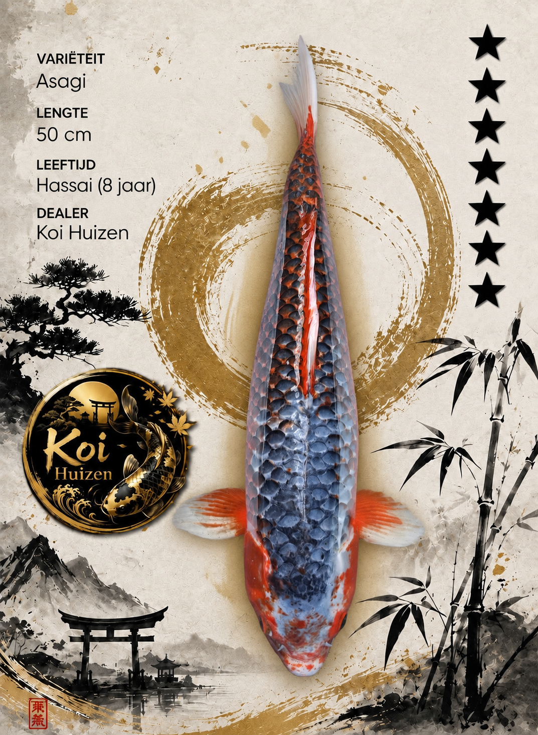 Asagi Koi 50cm