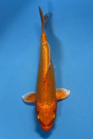 Doitsu Orengji 14-18cm