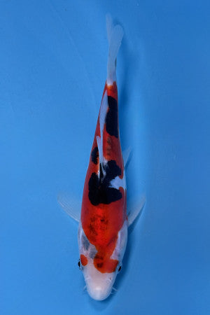 Doitsu Sanke 16-20cm
