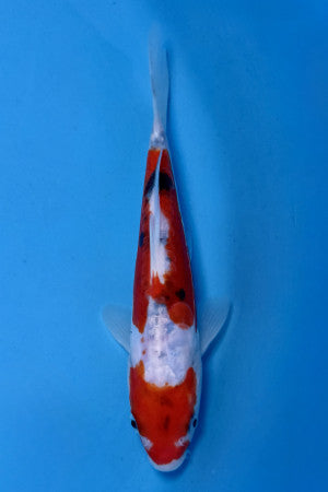 Doitsu Sanke 16-20cm