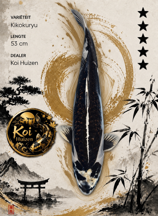 Kikokuryu Koi
