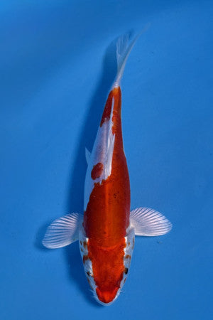 HQ Kikusui 15-20cm