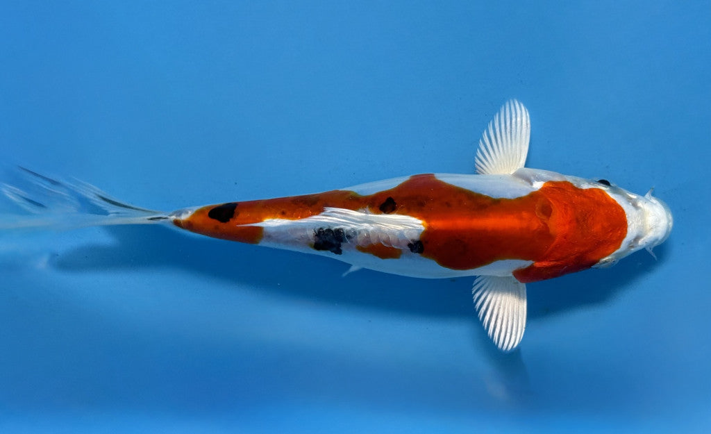 HQ Heisei Nishiki 15-20cm