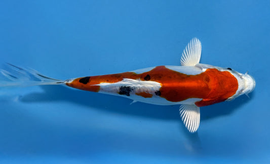 HQ Heisei Nishiki 15-20cm