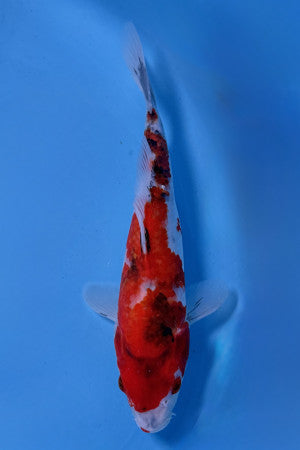 Showa 20-25cm