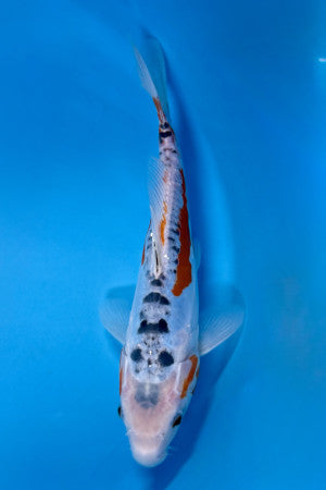 Shusui koi 24cm