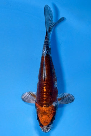 Doitsu Metallic Ochiba 18cm