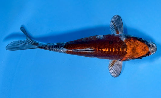 Doitsu Metallic Ochiba 18cm