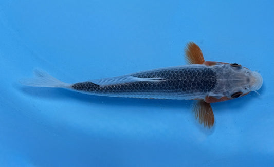 Asagi 14.-18cm