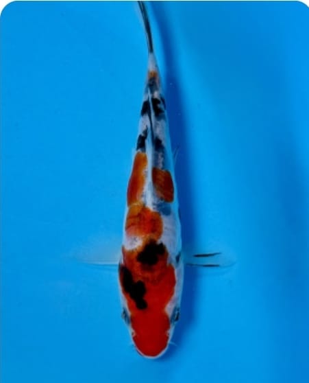 Doitsu Sanke 17cm