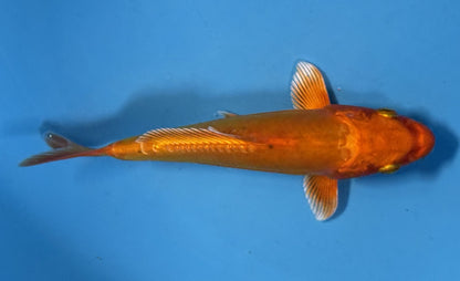 Doitsu Orengji 14-18cm