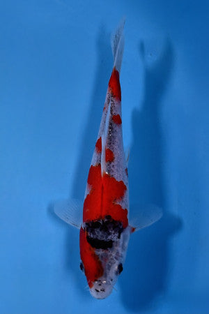 VHQ Tateshita Goshiki 17cm