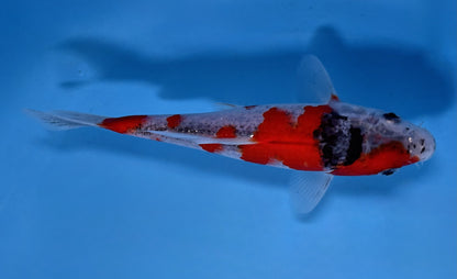 VHQ Tateshita Goshiki 17cm