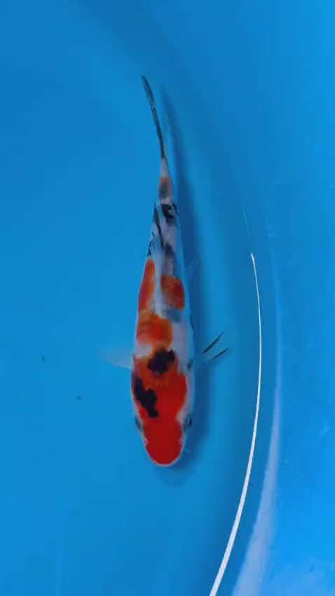 Doitsu Sanke 17cm
