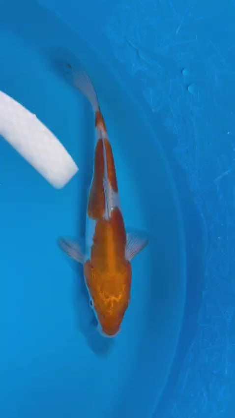 Doitsu metallic Ochiba 18cm