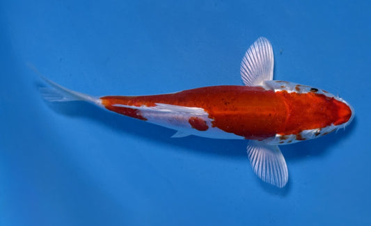 HQ Kikusui 15-20cm